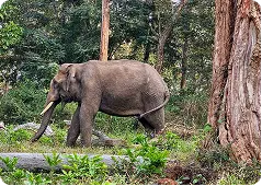 Mudumalai National Park